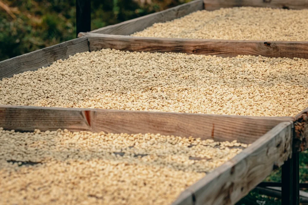 天日干しの画像